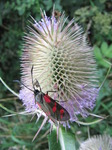 SX08025 Six-spot Burnet (Zygaena filipendulae) on Teasel (Dipsacus fullonum).jpg